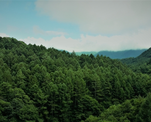 Bosque, sostenibilidad y compromiso